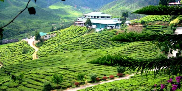 Cameron Highlands Private Day Tour + Local Lunch & Entrance Tickets from Kuala Lumpur (12 Hours | Hotel Pick-Up & Drop-Off Included | Not Available on Fridays, Weekends & Public Holidays)